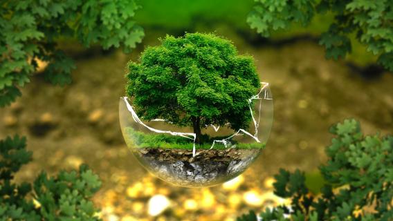 L'image représente un arbre dans un verre sphérique brisé pour symboliser la nécessité de protéger l'environnement